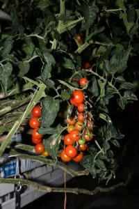STAKLENICI_05