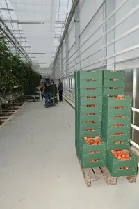 STAKLENICI_12