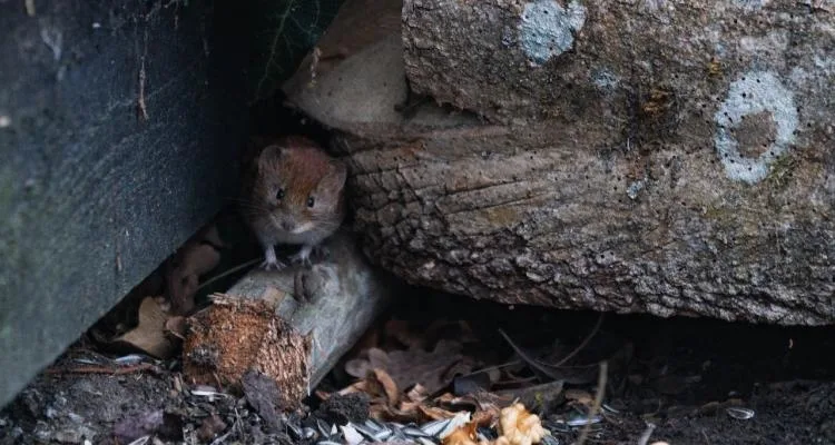 Photo by Nico Becker: https://www.pexels.com/photo/a-brown-rat-near-the-tree-trunk-5643680/