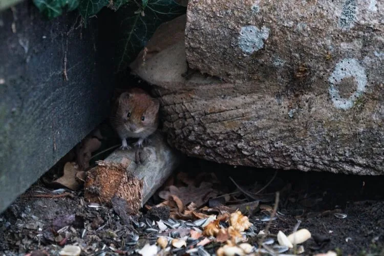 Photo by Nico Becker: https://www.pexels.com/photo/a-brown-rat-near-the-tree-trunk-5643680/